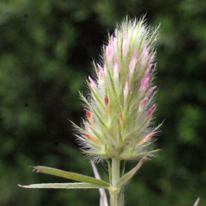  - Trifolium angustifolium L. [1753]