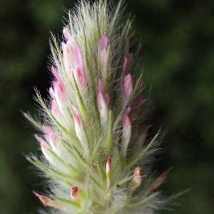  - Trifolium angustifolium L.