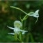  Pat Desnos - Platanthera chlorantha (Custer) Rchb. [1828]