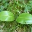  Pat Desnos - Platanthera chlorantha (Custer) Rchb. [1828]