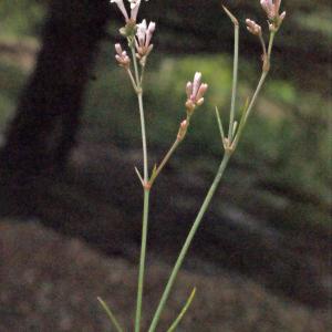 Photographie n°333967 du taxon Asperula cynanchica L. [1753]