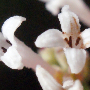 Photographie n°333972 du taxon Asperula cynanchica L. [1753]