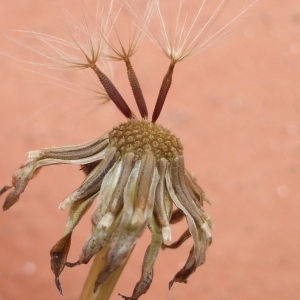 Photographie n°333986 du taxon Leontodon saxatilis subsp. saxatilis 