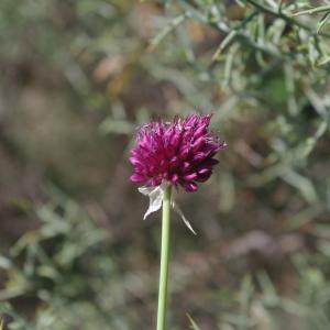 Photographie n°333999 du taxon Allium rotundum L. [1762]