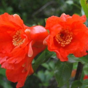 Photographie n°334001 du taxon Punica granatum L. [1753]