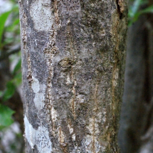 Photographie n°334007 du taxon Punica granatum L. [1753]