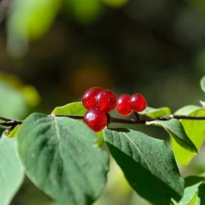 Photographie n°334069 du taxon Lonicera xylosteum L. [1753]