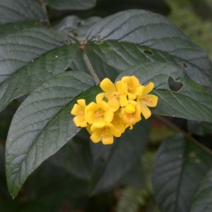  - Lysimachia vulgaris L. [1753]