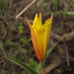 Photographie n°334075 du taxon Tulipa sylvestris subsp. australis (Link) Pamp. [1914]
