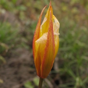 Photographie n°334076 du taxon Tulipa sylvestris subsp. australis (Link) Pamp. [1914]