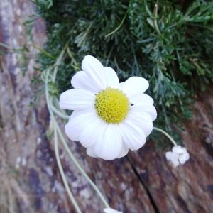 Photographie n°334087 du taxon Anthemis cretica subsp. columnae (Ten.) Franzén [1986]