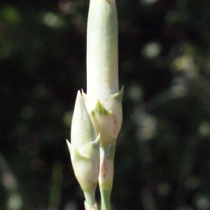  - Dianthus caryophyllus subsp. longicaulis (Ten.) Arcang. [1894]