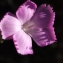  Liliane Roubaudi - Dianthus caryophyllus subsp. longicaulis (Ten.) Arcang. [1894]