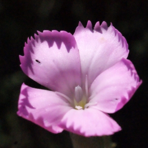 Dianthus caryophyllus subsp. virgineus var. longicaulis (Ten.) P.Fourn. (Oeillet à tiges longues)