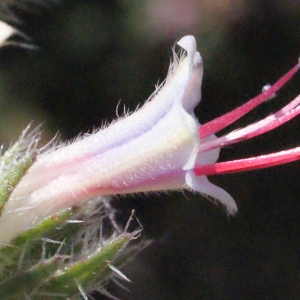 Photographie n°334130 du taxon Echium asperrimum Lam. [1792]