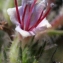  Liliane Roubaudi - Echium asperrimum Lam. [1792]