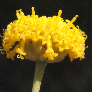 Santolina chamaecyparissus var. villosissima (Poir.) DC. (Aurone femelle)