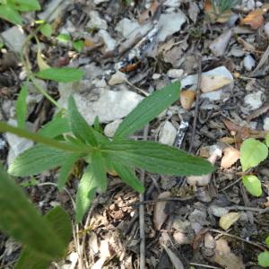 Photographie n°334154 du taxon Stachys recta L. [1767]