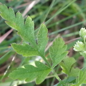 Photographie n°334159 du taxon Torilis japonica (Houtt.) DC. [1830]