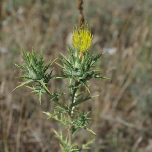 Photographie n°334394 du taxon Scolymus hispanicus L.