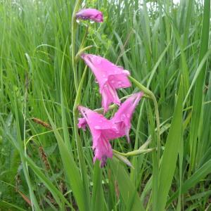 Photographie n°334405 du taxon Gladiolus palustris Gaudin [1828]