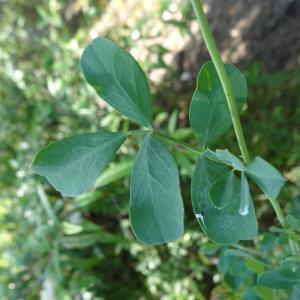 Photographie n°334417 du taxon Coronilla valentina subsp. glauca (L.) Batt. [1889]