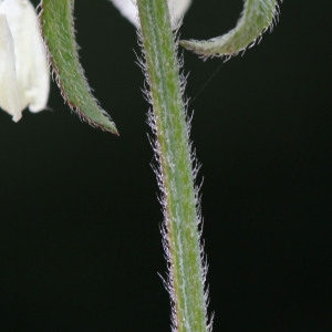 Photographie n°334454 du taxon Stachys recta L.