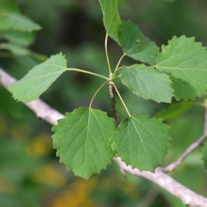 Photographie n°334460 du taxon Populus tremula L.