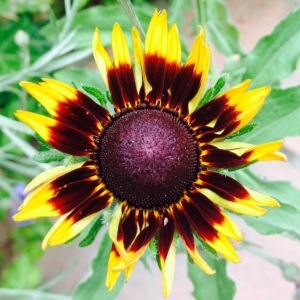 Photographie n°334486 du taxon Gaillardia Foug. [1786]