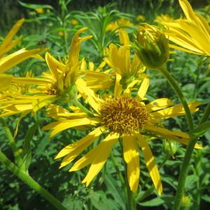 Photographie n°334621 du taxon Doronicum austriacum Jacq. [1774]