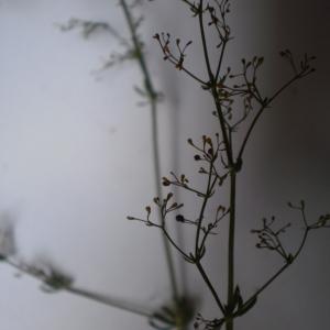 Photographie n°334694 du taxon Galium L.