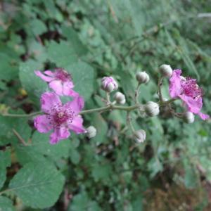 Photographie n°334735 du taxon Rubus ulmifolius Schott