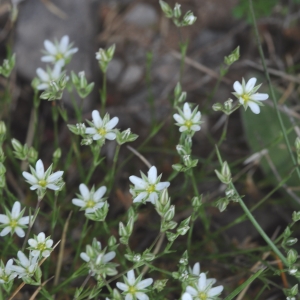 Photographie n°334787 du taxon Arenaria serpyllifolia L. [1753]