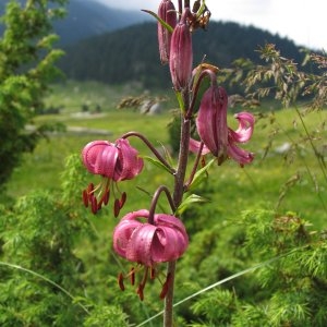 Photographie n°334806 du taxon Lilium martagon L.