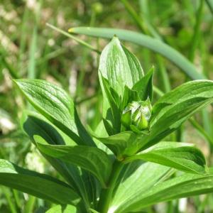 Photographie n°334808 du taxon Lilium martagon L. [1753]