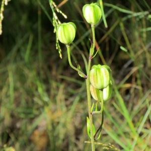 Photographie n°334810 du taxon Lilium martagon L.