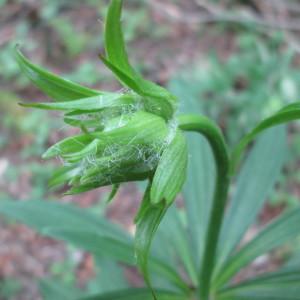 Photographie n°334812 du taxon Lilium martagon L.