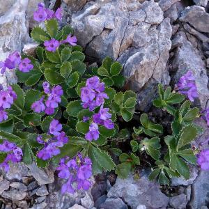 Photographie n°334820 du taxon Primula marginata Curtis [1792]