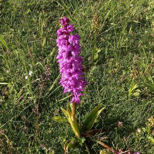 Photographie n°334821 du taxon Orchis signifera Vest [1824]