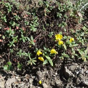 Photographie n°334847 du taxon Helianthemum nummularium var. nummularium