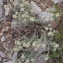  Liliane Roubaudi - Teucrium polium subsp. dunense (Sennen) Sennen [1926]