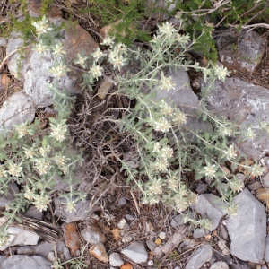 Photographie n°334892 du taxon Teucrium polium subsp. dunense (Sennen) Sennen [1926]