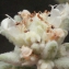  Liliane Roubaudi - Teucrium polium subsp. dunense (Sennen) Sennen [1926]