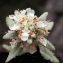  Liliane Roubaudi - Teucrium polium subsp. dunense (Sennen) Sennen [1926]