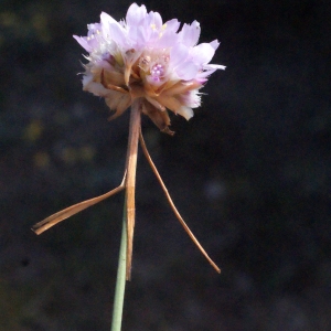 Photographie n°334901 du taxon Armeria arenaria subsp. arenaria