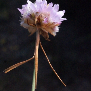 Photographie n°334902 du taxon Armeria arenaria subsp. arenaria