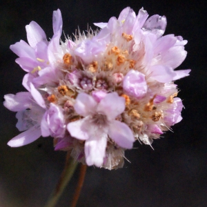Armeria alliacea subsp. sicorisiensis (Sennen) Malag. (Arméria des sables)