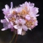  Liliane Roubaudi - Armeria arenaria subsp. arenaria