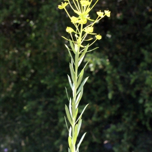 Photographie n°334914 du taxon Euphorbia seguieriana Neck. [1770]