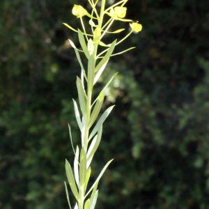 Photographie n°334915 du taxon Euphorbia seguieriana Neck. [1770]